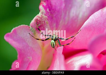 gros plan d'une araignée crabe noire et blanche se cachant sur une fleur rose au soleil Banque D'Images