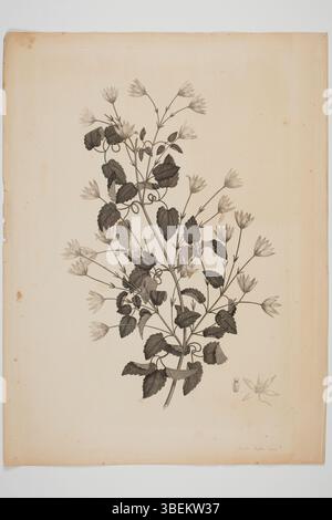 Cette gravure de Sydney Parkinson, créée lors du voyage Endeavour de 1768-1771, représente le spécimen botanique Clematis forsteri. L'illustration a été réalisée à partir de plantes récoltées par Joseph Banks et Daniel Solander. Banque D'Images
