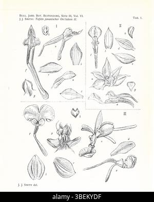 La première plaque de l'ouvrage de Johannes Jacobus Smith de 1924, 'Tafeln Javanischer Orchideen', présente des orchidées du genre Calanthe, notamment Calanthe ecallosa, Calanthe chrysoglossoides et Calanthe × varians. Ces orchidées sont caractérisées par leur structure florale unique et contribuent aux études des orchidées javanaises. Banque D'Images