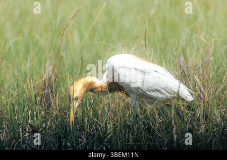 L'aigrette de bétail (Bubulcus ibis) affichant un plumage de reproduction de buff sur sa tête et son cou est capturée debout et pataugée dans de grandes herbes vertes et sèches. Banque D'Images