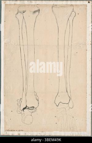 Ce dessin anatomique de Jan Wandelaar montre les os de la jambe inférieure à partir de vues frontale et dorsale. L'œuvre a été créée avec du graphite, un pinceau et de l'encre grise au XVIIIe siècle à des fins anatomiques et fait partie de la collection *Bibliotheca Publica Latina*. Banque D'Images