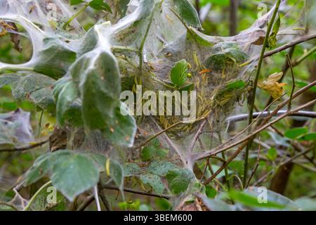 Larves de papillons hermiers (Yponomeuta evonymella) dans la toile larvaire communale du mûrier couvert de soie de chenille au printemps Banque D'Images