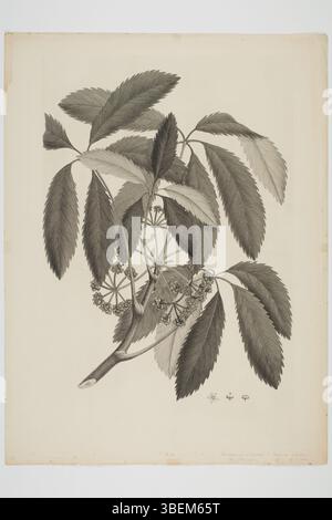 Cette gravure de Sydney Parkinson montre le spécimen botanique de Pseudopanax arboreus, récolté lors du voyage en mer du Sud de l'Endeavour. La pièce a été créée entre 1768 et 1771, mettant en valeur les caractéristiques et caractéristiques de la plante. Banque D'Images
