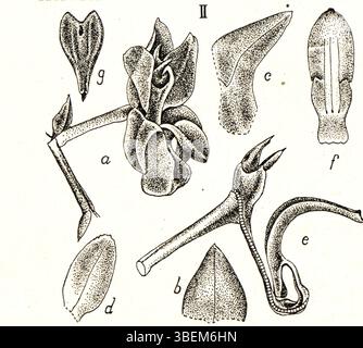 Cette plaque botanique (onglet 27, figure II) tirée de *icones Orchidacearum Malayensium* (1930) de Johannes Jacobus Smith illustre *Podochilus bilabiatus*, une espèce d’orchidée trouvée en Malaisie, fournissant une représentation botanique détaillée de la plante. Banque D'Images