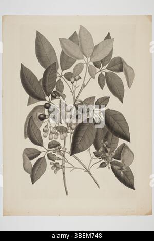 Cette gravure de Sydney Parkinson représente *Vitex lucens*, une plante récoltée lors des voyages en mer du Sud de l'Endeavour. L'illustration, réalisée entre 1768 et 1771, fait partie de la collection botanique du musée d'Auckland Banque D'Images