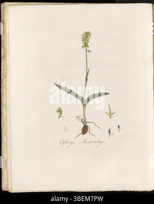 Ophrys monorchis, maintenant connu sous le nom d'Herminium monorchis, est illustré dans Flora Batava (KB) planche 0274. Appelée Eenbollig Tweeblad en néerlandais, cette espèce d'orchidée est originaire d'Europe. L'illustration provient du volume 4 de Flora Batava, une référence botanique clé des XVIIIe et XIXe siècles. Banque D'Images