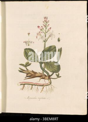 Cette illustration botanique, planche 0002 de Flora Batava, montre Menyanthes trifoliata, communément appelé Watertrieblad, une plante originaire d'Europe et d'Asie. Il fait partie de la série Flora Batava, un travail important documentant les espèces végétales des pays-Bas. Banque D'Images