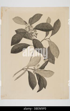 Cette gravure de Sydney Parkinson, réalisée en 1768-1771, illustre le spécimen botanique Coprosma robusta, récolté lors des voyages en mer du Sud de l'Endeavour. L’œuvre fait partie de la collection de peintures et dessins du Musée d’Auckland. Il mesure 500 x 375 mm et est une représentation des espèces végétales indigènes de Nouvelle-Zélande. Banque D'Images