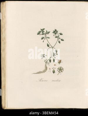 La planche 0282 de Flora Batava volume 4 présente des milieux alsine, maintenant connus sous le nom de Stellaria media, communément appelés en néerlandais Vogelmuur ou Gemeene Muur, une plante à fleurs commune de la famille des Caryophyllaceae. Banque D'Images