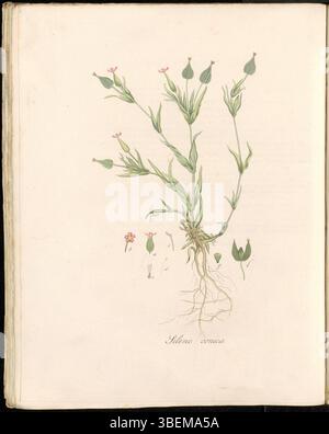 Illustration botanique de Silene conica, également connue sous le nom de Kegelsilene, de la série Flora Batava, planche 0312. Cet imprimé botanique fait partie de la collection Flora Batava, créée par Jan Kops au XIXe siècle. Banque D'Images