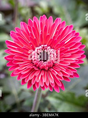 Gros plan d'une Marguerite rose éclatante de gerbera. Ses couches de pétales rayonnent depuis le centre, sur fond de feuillage vert flou, mettant en valeur la nature » Banque D'Images