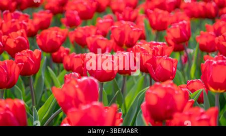 Les tulipes rouge vif fleurissent abondamment, remplissant un champ ensoleillé de couleurs vives. Les feuilles vertes luxuriantes et les pétales doux des fleurs créent une joie étonnante Banque D'Images