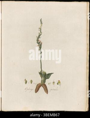 Cette estampe de Flora Batava de Georgius Jacobus Johannes van OS illustre Ophrys spiralis, maintenant connu sous le nom de Spiranthes spiralis. Connue sous le nom de Omkronkelend Tweeblad en néerlandais, cette orchidée se caractérise par ses fleurs en forme de spirale et sa floraison saisonnière. Banque D'Images
