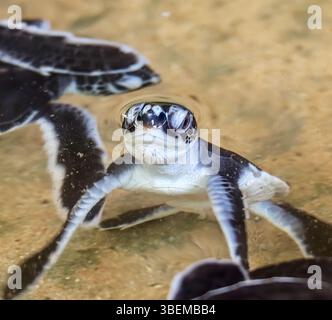 Plusieurs bébés tortues de mer (nouveau-nés) nageant dans un bassin de conservation. Une tortue est nette à la surface, regardant vers la caméra. Banque D'Images