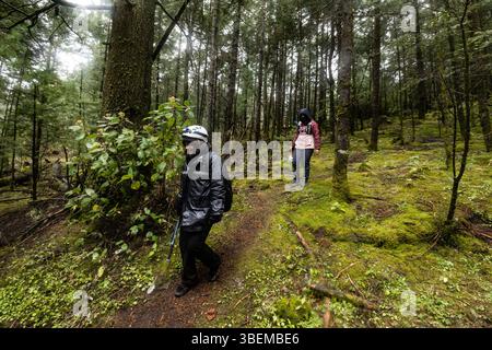 Deux randonneurs explorent une forêt luxuriante et verdoyante pendant un jour de pluie. Vêtus d'un équipement imperméable, ils naviguent sur le terrain vibrant et couvert de mousse sous de grands arbres. Banque D'Images
