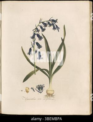 Cette estampe Flora Batava (planche 0036) présente *Hyacinthus non-scripta*, désormais classé *Hyacinthoides × massartiana* et connu sous le nom Wilde Hyacinth ou Basterdhyacint en néerlandais. Fleur printanière frappante, elle se caractérise par ses fleurs bleues en forme de cloche et est couramment trouvée dans les bois et les prairies à travers l'Europe. Banque D'Images