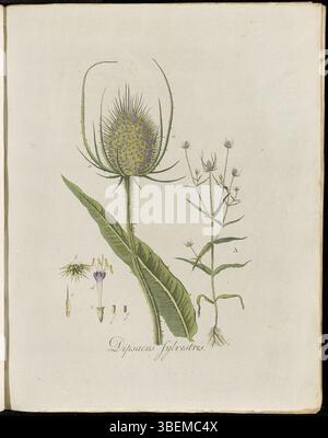 Cette empreinte botanique de *Flora Batava* (planche 0187) montre *Dipsacus sylvestris*, maintenant classé *Dipsacus fullonum*, communément appelé Grote Kaardebol. L’illustration de Georgius Jacobus Johannes van OS détaille les têtes florales épineuses et les tiges hautes et ramifiées de la plante. Banque D'Images