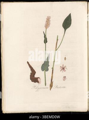 Polygonum bistorta, maintenant connu sous le nom de Persicaria bistorta, est montré dans Flora Batava (KB) planche 0277. Appelée Beemd Duizendknoop en néerlandais, cette plante est originaire des prairies humides. Il est représenté dans le volume 4 de la série Flora Batava, une collection botanique des XVIIIe et XIXe siècles. Banque D'Images