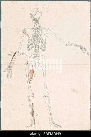 Ce dessin anatomique préparatoire de Jan Wandelaar montre un squelette humain avec des muscles abdominaux supplémentaires, des muscles de l'épaule, de la jambe supérieure et des bras. Le dessin a été créé pour B.S. Albinus 'Tabulae Sceleti et musculorum Corporis Humani' en 1747 et comporte de la gravure, du graphite, du stylo, de l'encre brune et du lessive rouge. Banque D'Images