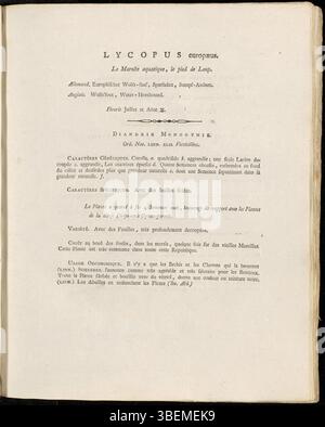 Cette illustration botanique de 1800 par Jan Kops de Lycopus europaeus, également connu sous le nom de Gipsywort, décrit les tiges carrées de la plante et la disposition spécifique des feuilles. Cette illustration fait partie de la série Flora Batava de Kops qui documente la flore européenne. Banque D'Images