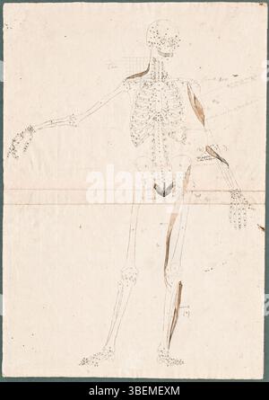 Cette gravure de Jan Wandelaar, créée au XVIIIe siècle, montre le squelette humain avec des détails supplémentaires sur les muscles du bras, de la jambe et du bassin. Il s'agissait d'un dessin préparatoire pour l'ouvrage Tabulae sceleti et musculorum corporis humani de Bernhard Siegfried Albinus publié en 1747. Banque D'Images