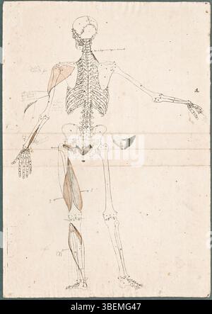 Ce dessin anatomique de Jan Wandelaar montre un squelette humain avec des muscles supplémentaires du bras, de la jambe, de l'épaule et de l'anus. Il s'agit d'un dessin préparatoire pour le 'Tabulae Sceleti et musculorum Corporis Humani' de B.S. Albinus et comprend une gravure, du graphite, une plume, de l'encre grise et du lessive rouge. Banque D'Images