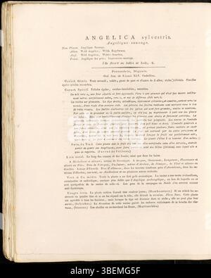Cette illustration botanique, planche 0311 de Flora Batava de Jan Kops, représente Angelica sylvestris, une plante indigène d’Europe, documentée en 1822. Les travaux de Kops ont contribué de manière significative à l’étude de la flore européenne et à l’illustration botanique. Banque D'Images