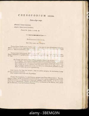L'illustration de Jan Kops de 1800 de *Chenopodium rubrum*, maintenant classé comme *album de Chenopodium*, est un rendu botanique détaillé de la série *Flora Batava*, fournissant un aperçu de la structure de l'espèce et de la classification botanique. Banque D'Images