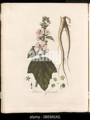 Althaea officinalis, connue sous le nom de guimauve commune, est représentée sur la plaque 0278 de Flora Batava (KB). La plante, appelée Gemeene Heemst en néerlandais, se trouve souvent dans les zones humides et est connue pour ses utilisations médicinales. Cette estampe botanique est tirée du volume 4 de la série Flora Batava, une référence botanique clé. Banque D'Images
