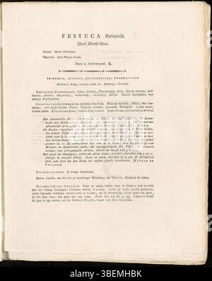 Description néerlandaise de Festuca duriuscula, maintenant classée sous l'agrégat Festuca ovina, présentée dans la planche 0271 de Flora Batava par Jan Kops en 1822. Banque D'Images