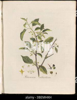 Cette illustration botanique, planche 0163 de Flora Batava, présente Rhamnus catharticus, connu sous le nom d'argousier commun. Il fait partie d'une collection botanique détaillée mettant en valeur la flore européenne. Banque D'Images