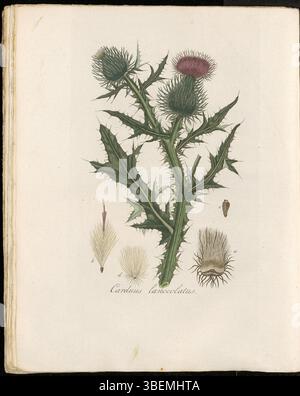 Carduus lanceolatus, maintenant connu sous le nom de Cirsium vulgare, est représenté sur la planche 0273 de Flora Batava (KB). La plante, appelée Speer Distel en néerlandais, est une espèce commune de chardon. L'illustration fait partie du volume 4 de cette série botanique, mettant en valeur des plantes des XVIIIe et XIXe siècles. Banque D'Images