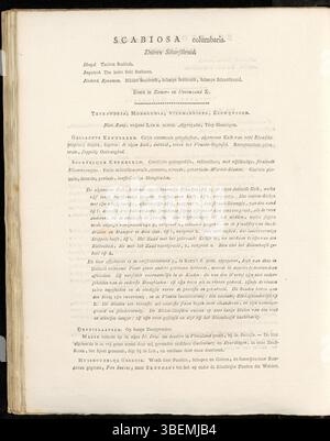 Cette illustration de Jan Kops de 1814 représente *Scabiosa columbaria*, une espèce végétale trouvée en Europe. Le dessin détaillé fait partie de la *Flora Batava*, mettant en valeur la précision de Kops dans l’illustration botanique. Banque D'Images