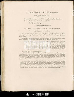 La planche 0052 de la série Flora Batava de Jan Kops représente Potamogeton compressum, une plante aquatique d'eau douce trouvée dans les régions tempérées, avec une précision botanique détaillée de 1800. Banque D'Images