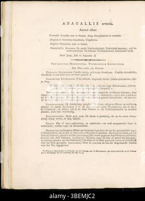 Anagallis arvensis, identifié comme Anagallis arvensis subsp. Arvensis, est une plante à fleurs commune décrite dans Flora Batava de Jan Kops de 1800. La planche 0003 détaille les fleurs bleues distinctives de la plante et les conditions de croissance. Le travail de Kops était essentiel pour les études botaniques aux pays-Bas. Banque D'Images