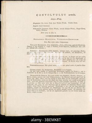 Cette version néerlandaise de l’illustration botanique de Jan Kops de 1800 montre *Convulus arvensis*, connu sous le nom de « Field Bindweed ». L'illustration met en évidence sa croissance rampante caractéristique et sa forme florale distincte, faisant partie de la série *Flora Batava*. Banque D'Images