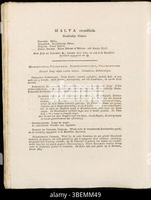 L'illustration botanique de Jan Kops de 1807 représente *Malva rotundifolia*, maintenant *Malva negecta*, communément appelée mauve à feuilles rondes, montrant sa structure foliaire et ses habitudes de floraison. Banque D'Images