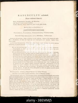 Illustration botanique néerlandaise de Ranunculus sceleratus, ou museau maudit, de la série 'Flora Batava' de Jan Kops, créée en 1822. Banque D'Images