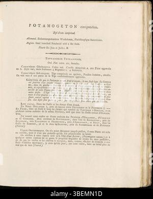 Cette plaque botanique de la série Flora Batava de Jan Kops (plaque 0052) illustre Potamogeton compressum, une plante d'eau douce, avec des détails botaniques précis, décrite pour la première fois en 1800. Banque D'Images