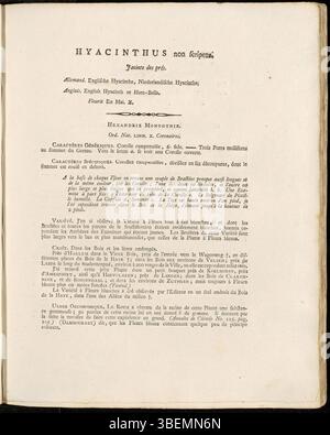 L'illustration de Jan Kops de 1800 dans *Flora Batava* présente *Hyacinthus non-scripta* (maintenant *Hyacinthoides × massartiana*), connue pour ses fleurs distinctives en forme de cloche, communément trouvée en Europe. Banque D'Images