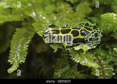 Grenouille à fléchettes empoisonnée variable (Ranitomeya variabilis) Banque D'Images