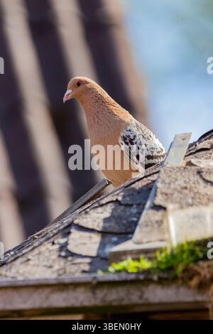Une colombe est un oiseau doux et blanc souvent considéré comme un symbole de paix, d'espoir et de pureté Banque D'Images