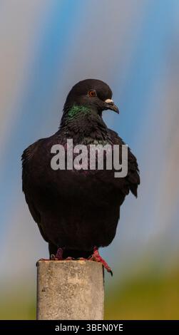 Une colombe est un oiseau doux et blanc souvent considéré comme un symbole de paix, d'espoir et de pureté Banque D'Images