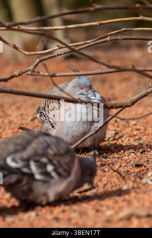 Une colombe est un oiseau doux et blanc souvent considéré comme un symbole de paix, d'espoir et de pureté Banque D'Images