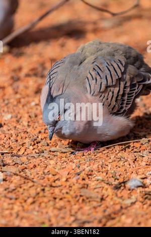 Une colombe est un oiseau doux et blanc souvent considéré comme un symbole de paix, d'espoir et de pureté Banque D'Images
