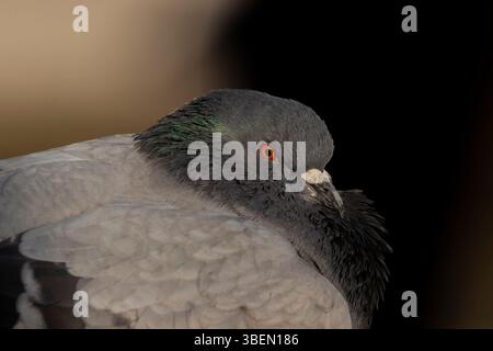 Une colombe est un oiseau doux et blanc souvent considéré comme un symbole de paix, d'espoir et de pureté Banque D'Images
