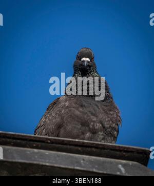 Une colombe est un oiseau doux et blanc souvent considéré comme un symbole de paix, d'espoir et de pureté Banque D'Images