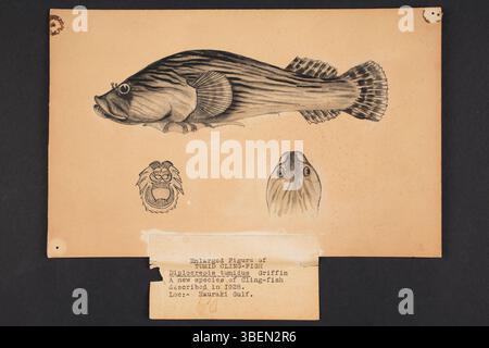 Cette illustration de L. T. Griffin, datant de 1928, représente l'espèce de poissons-griffes nouvellement décrite Diplocrepis tumidus, également connu sous le nom de poisson-griffe Tumid. Le dessin, créé à l'encre de Chine et au lavage, montre les poissons de la région du golfe d'Hauraki en Nouvelle-Zélande. L'œuvre fait partie de la collection du musée d'Auckland et mesure 234 x 148 mm. Banque D'Images