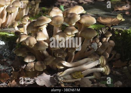 Miel jaune champignon (Armillaria mellea) Banque D'Images