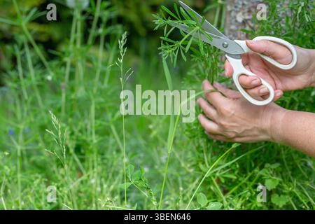 Femme récoltant des coupeurs à l'aide de ciseaux blancs dans le jardin naturel, les mains rapprochées et les tiges vertes, la recherche d'herbes sauvages, le concept de phytothérapie Banque D'Images